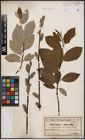 Foto von Salix caprea L.